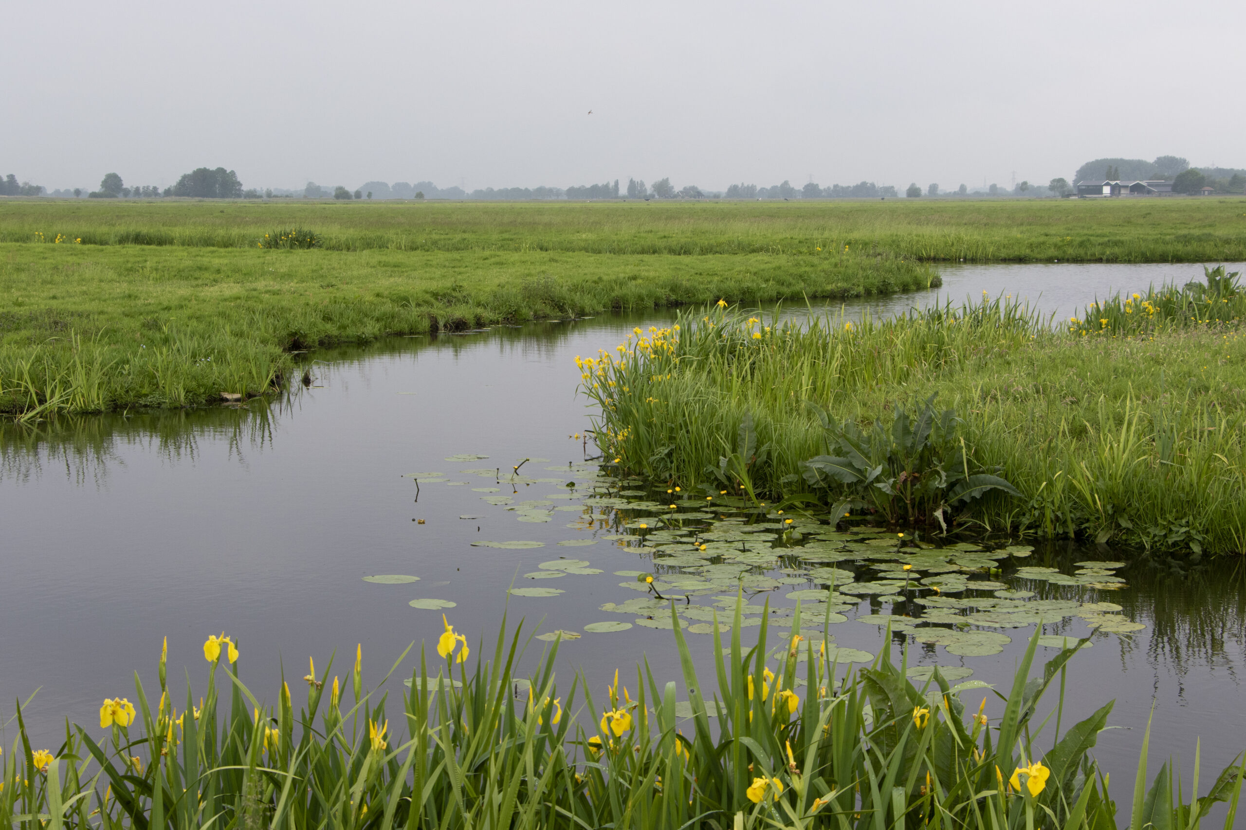 Natuurvriendelijke oever