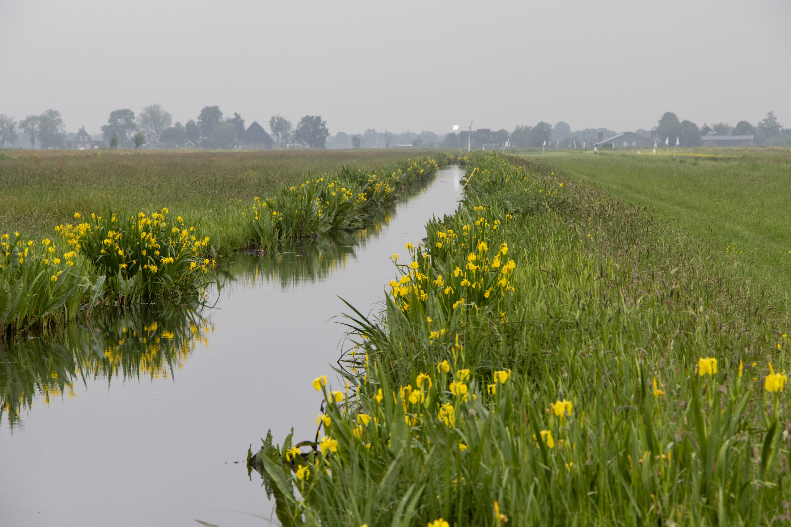 Natuurvriendelijke oever