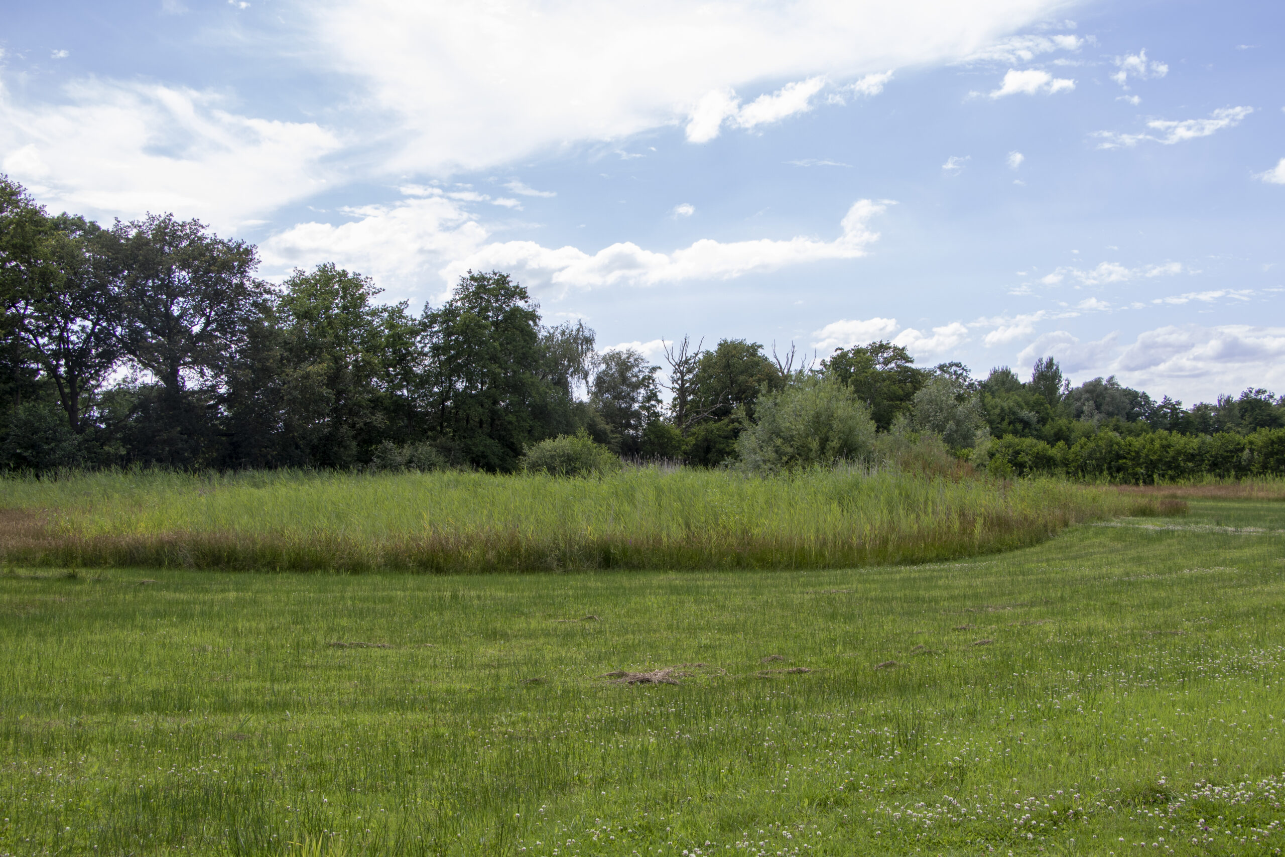 Botanisch grasland
